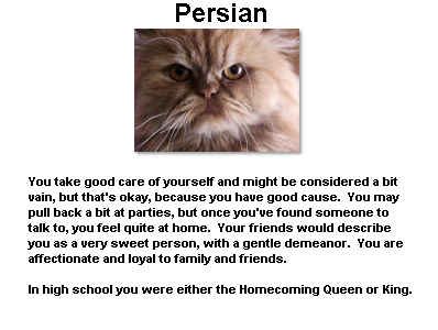 Silly Human is like a Persian Kitty Cat